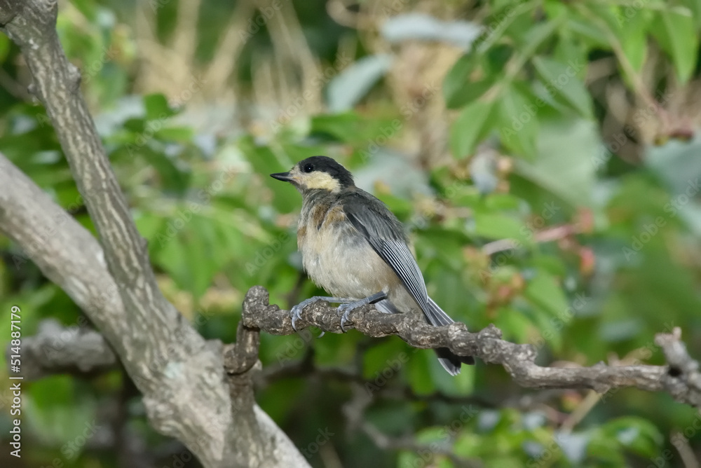 ヤマガラの幼鳥