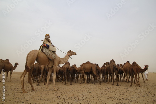 View from the camel farm with camel herder managing them for feeding