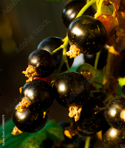 blackcurrant on a branch in the garden bright sun