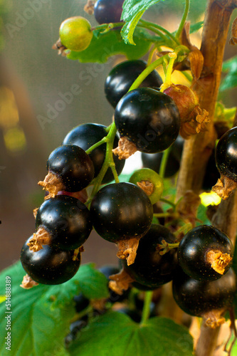 blackcurrant on a branch in the garden bright sun
