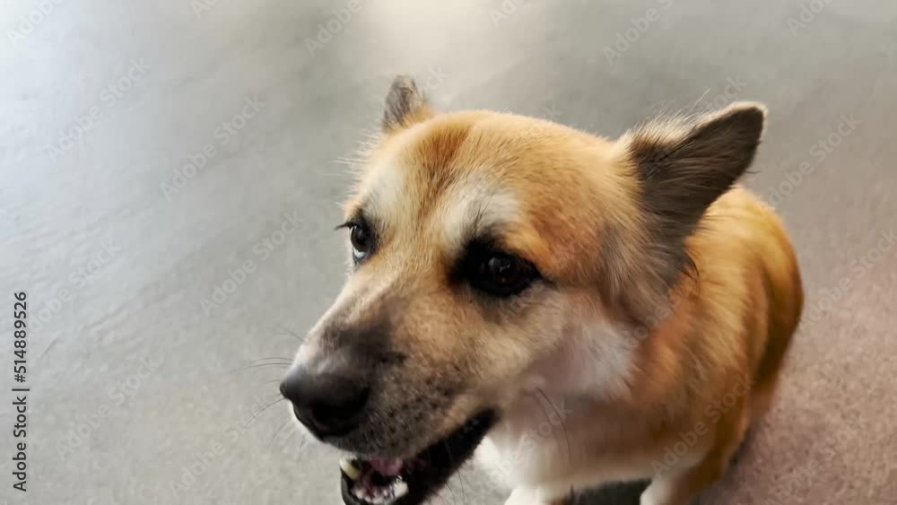 Owner Giving Cute Dog Crunchy Treat Snack as Reward Owner Giving Cute Dog Crunchy Treat Snack as Reward