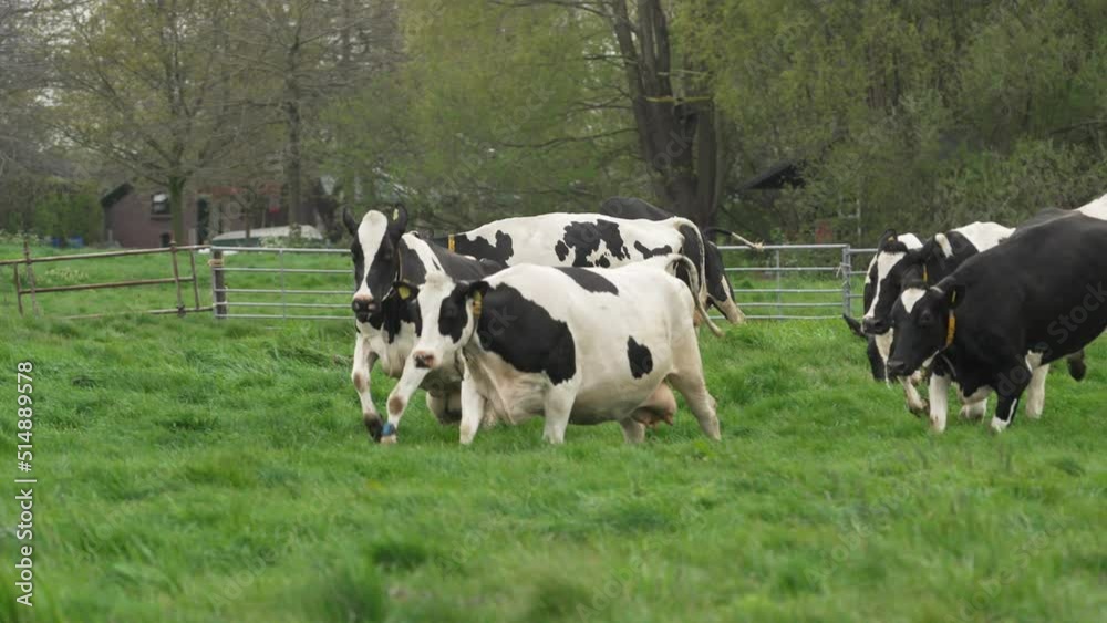 Group of happy dutch cows just released into field during spring doing cowdance Group of happy dutch cows just released into field during spring doing cowdance
