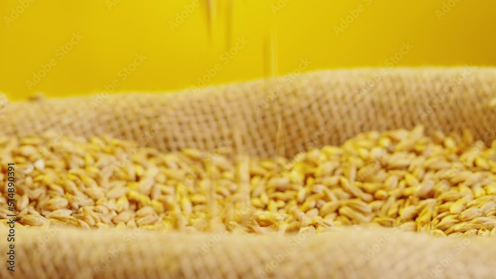 Dry golden wheat close-up. Ripe wheat grains texture. Brewery concept. Harvesting and farming, grocery. Dry golden wheat close-up. Ripe wheat grains texture. Brewery concept. Harvesting and farming, grocery.