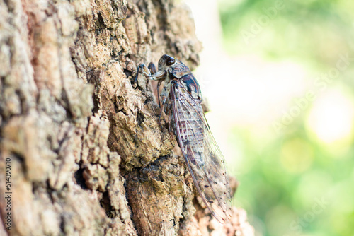 Cicada caught on a tree
