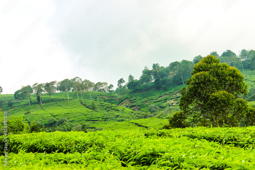 Tea Plantation and Trees in Ciwidey, Indonesia. Green Nature Background