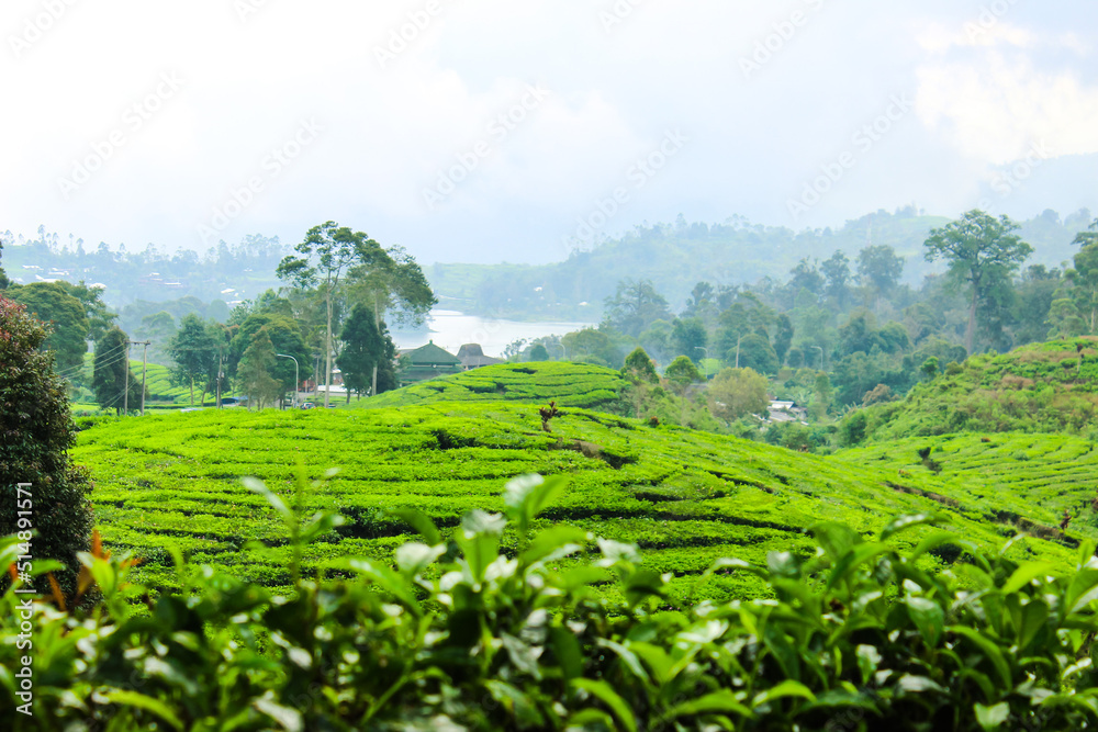Tea Plantation and Trees in Ciwidey, Indonesia. Green Nature Background