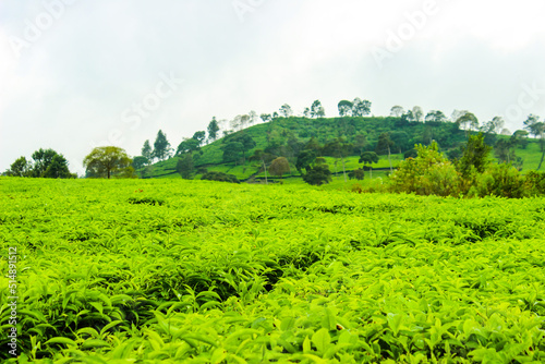 Tea Plantation and Trees in Ciwidey  Indonesia. Green Nature Background