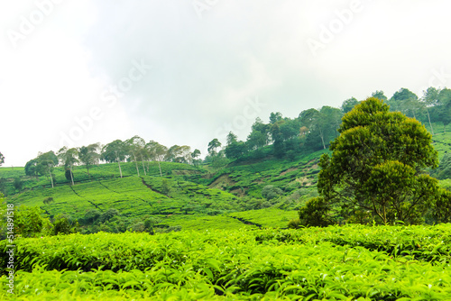 Tea Plantation and Trees in Ciwidey, Indonesia. Green Nature Background