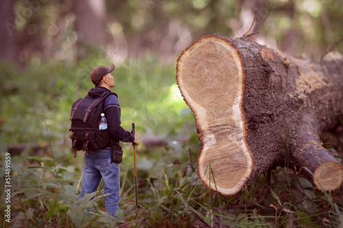 A man is watching a cut down tree. Macroworld. The man was deliberately reduced to show the scale of deforestation. Summer. photo