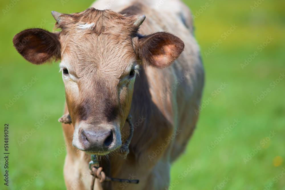 A young bull on the background of green grass. Unfocused background. A young bull on the background of green grass. Unfocused background.