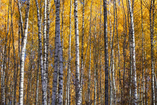 Young autumn birch forest. Natural background. soft focus..