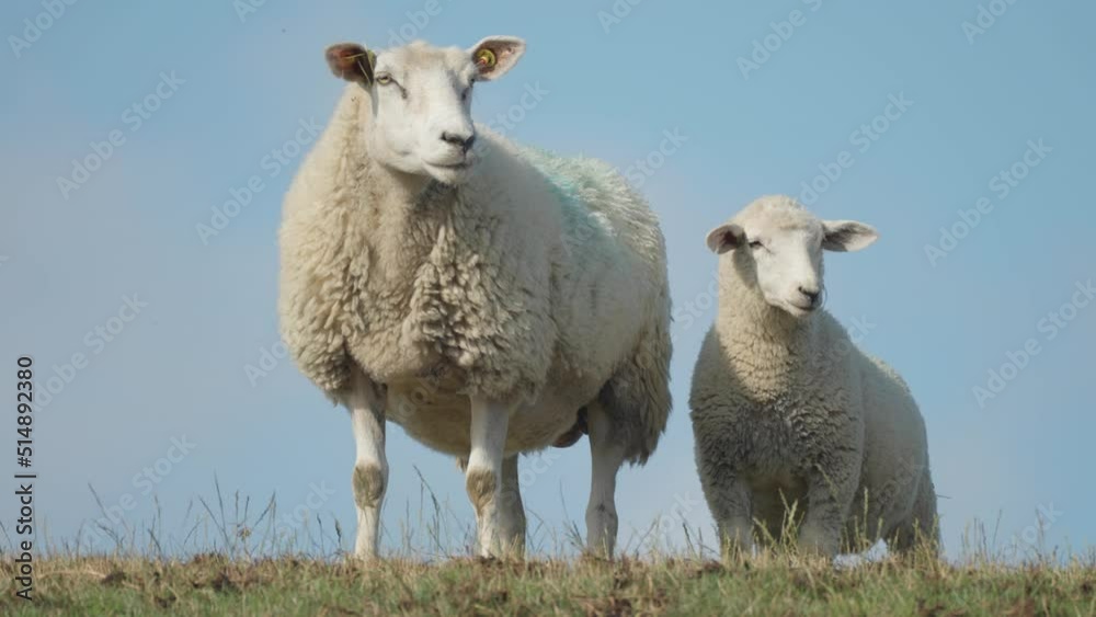 A flock of sheep stands on the hill on a lush green meadow. Slow-motion, pan follow. A flock of sheep stands on the hill on a lush green meadow. Slow-motion, pan follow.
