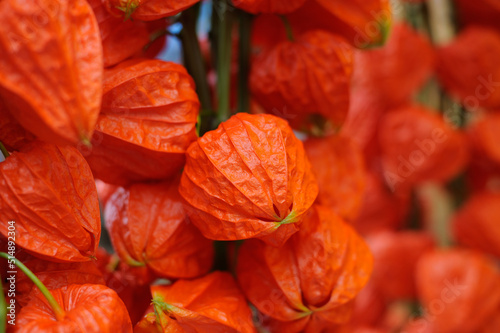 Orange Chinese lantern plants or Japanese lantern plants (hozuki, husk tomato, ground cherry, physalis alkekengi)