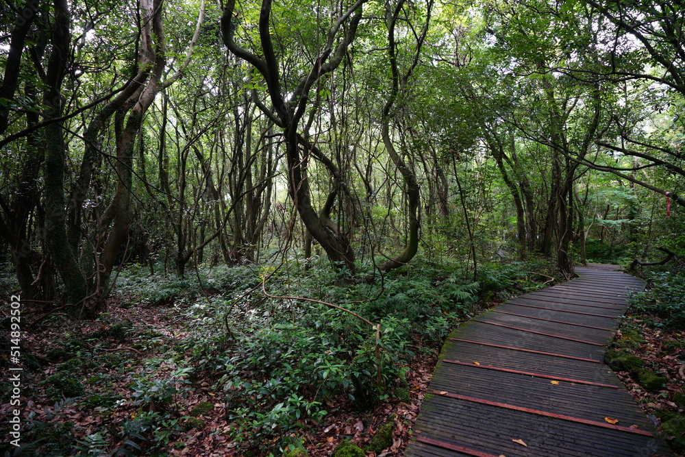 fine walkway through old trees and vines fine walkway through old trees and vines