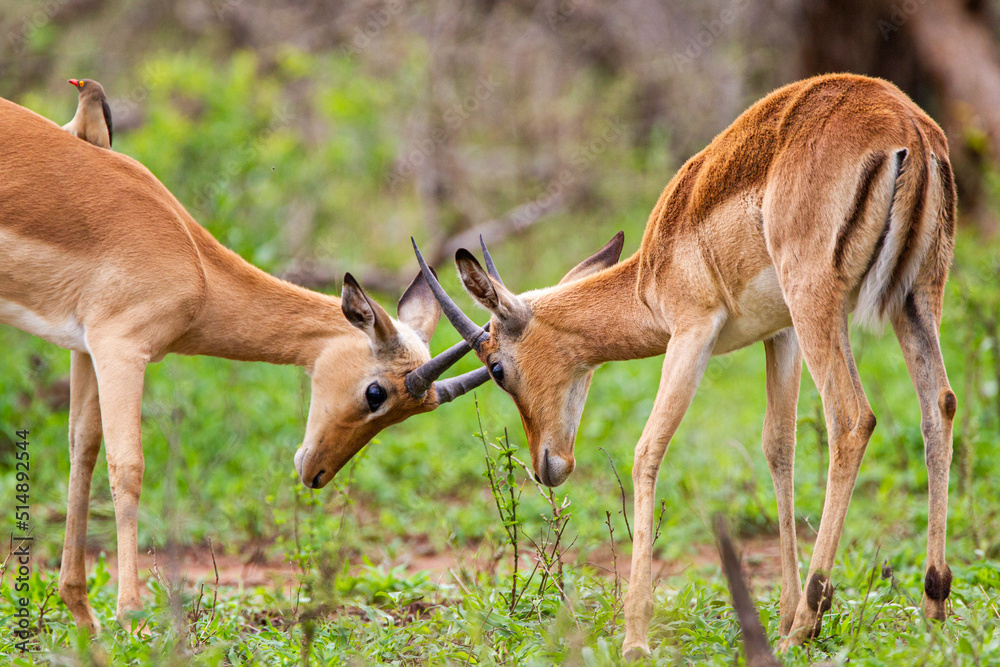 Young Impala males play fight in the green grass of the Kruger Park Young Impala males play fight in the green grass of the Kruger Park