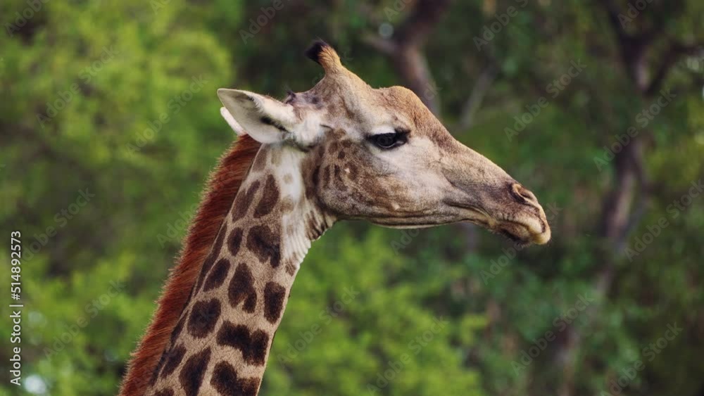South African Giraffe In Khwai Region, Moremi Game Reserve, Botswana, Southern Africa. Close-up South African Giraffe In Khwai Region, Moremi Game Reserve, Botswana, Southern Africa. Close-up