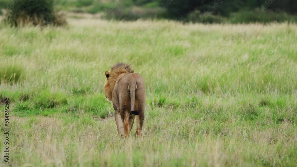 Rear View Of An African Lion (Panthera Leo) Amidst Wild Savannah Of Central Kalahari Game Reserve, Botswana, South Africa. Slow Motion Rear View Of An African Lion (Panthera Leo) Amidst Wild Savannah Of Central Kalahari Game Reserve, Botswana, South Africa. Slow Motion