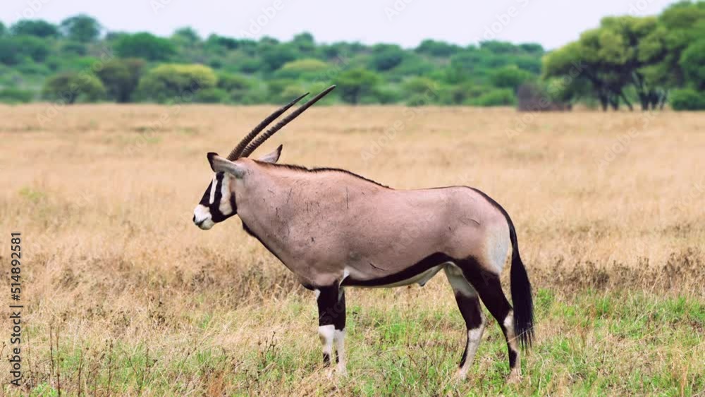 Gemsbok Standing On Savannah In Central Kalahari Game Reserve, Botswana 