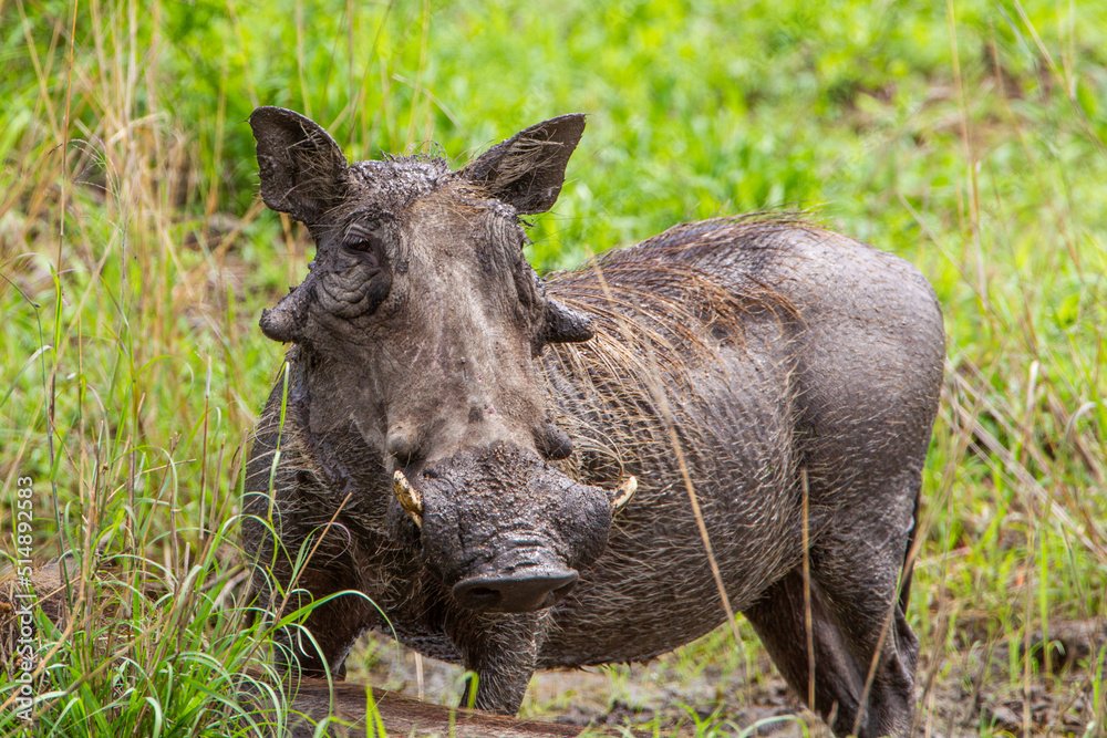 Warthog boar relaxing in the mud at a water hole in the Kruger Park, South Africa Warthog boar relaxing in the mud at a water hole in the Kruger Park, South Africa