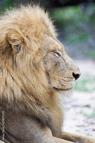 African male lion sitting on the ground at the edge of a water hole in South Africa