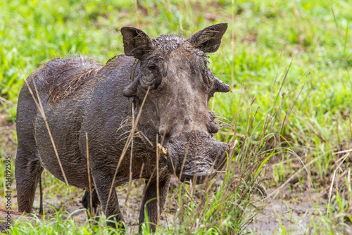 Warthog boar relaxing in the mud at a water hole in the Kruger Park, South Africa 