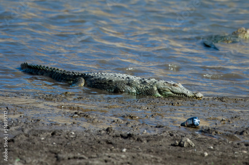 Fényképezés A mugger crocodile (Crocodylus palustris) is a medium-sized broad-snouted croco
