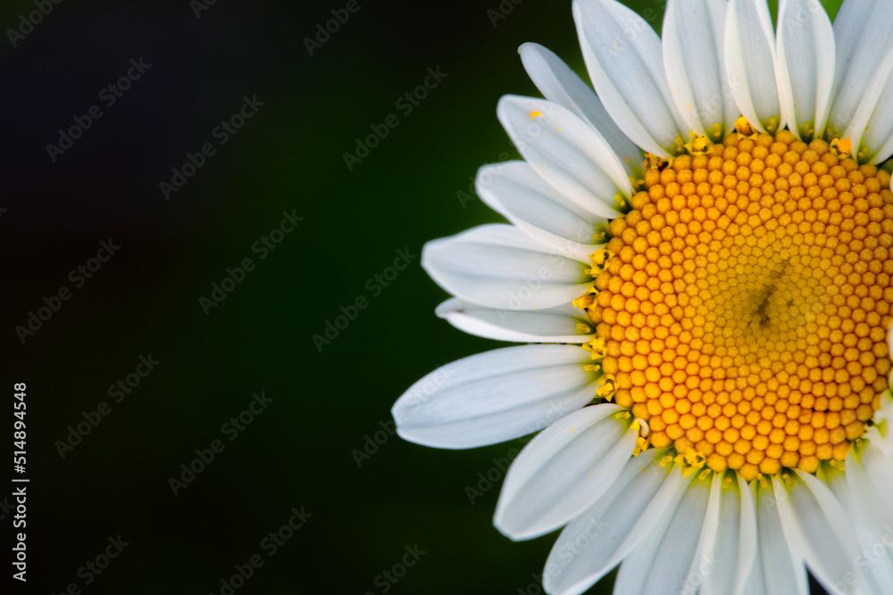 White chamomile flower on a black background. White chamomile flower on a black background.
