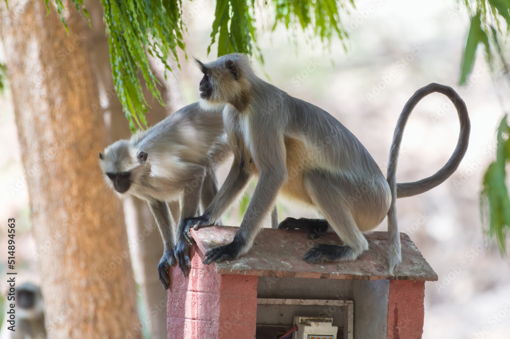 Obraz premium Gray langur, also called Hanuman langur and Hanuman monkey observed in Bera in Rajasthan, India