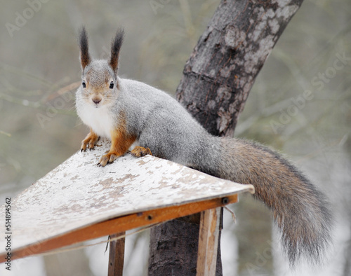 squirrel in the wild. fluffy rodant photo