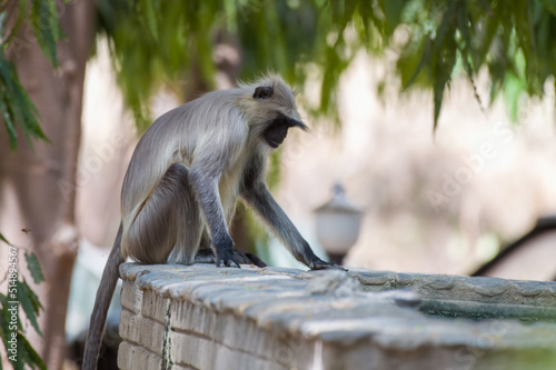 Gray langur, also called Hanuman langur and Hanuman monkey observed in Bera in Rajasthan, India photo