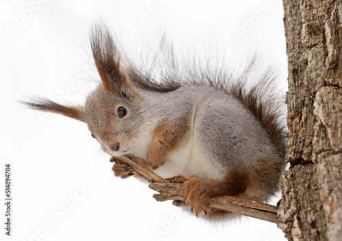 squirrel in the wild. fluffy rodant
