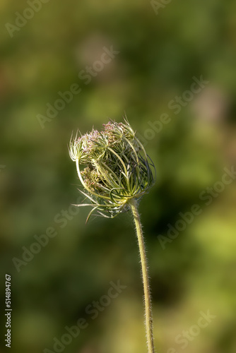 Closeup of Seed head of Wild Carrot (Daucus carota) in a field in summer