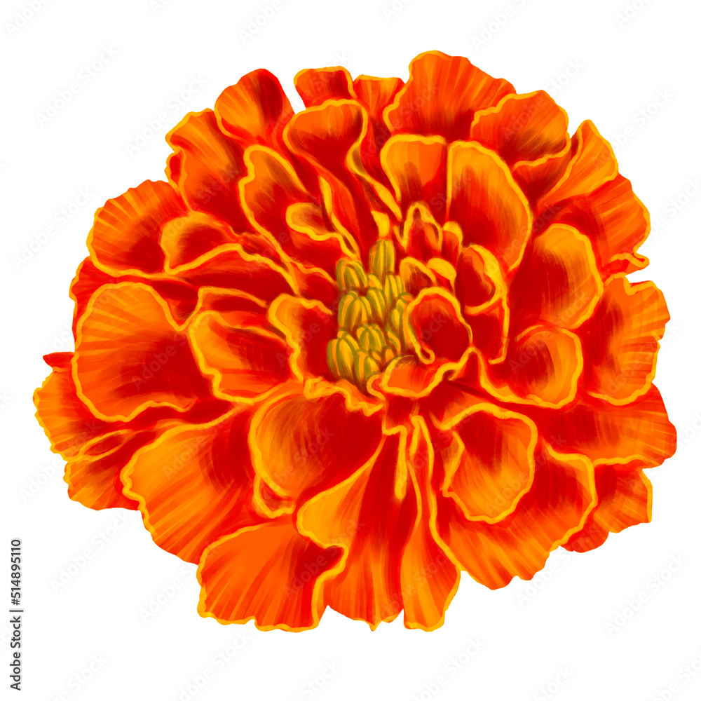 drawing orange flower of marigold isolated at white background , hand