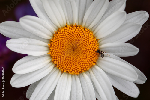 White chamomile flower on a black background.