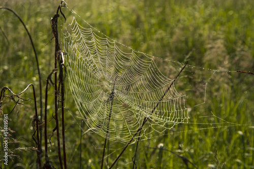 spider's web in dew drops