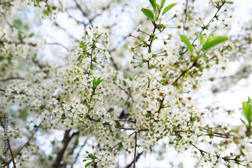 White flowers on a green bush. Spring cherry apple blossom. The white rose is blooming.