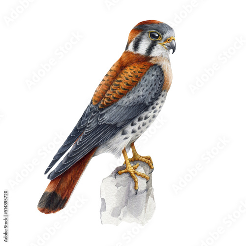 Kestrel bird, small falcon watercolor illustration. Falco sparverius North America native avian. Realistic hand drawn kestrel wildlife bird. Falcon on white background