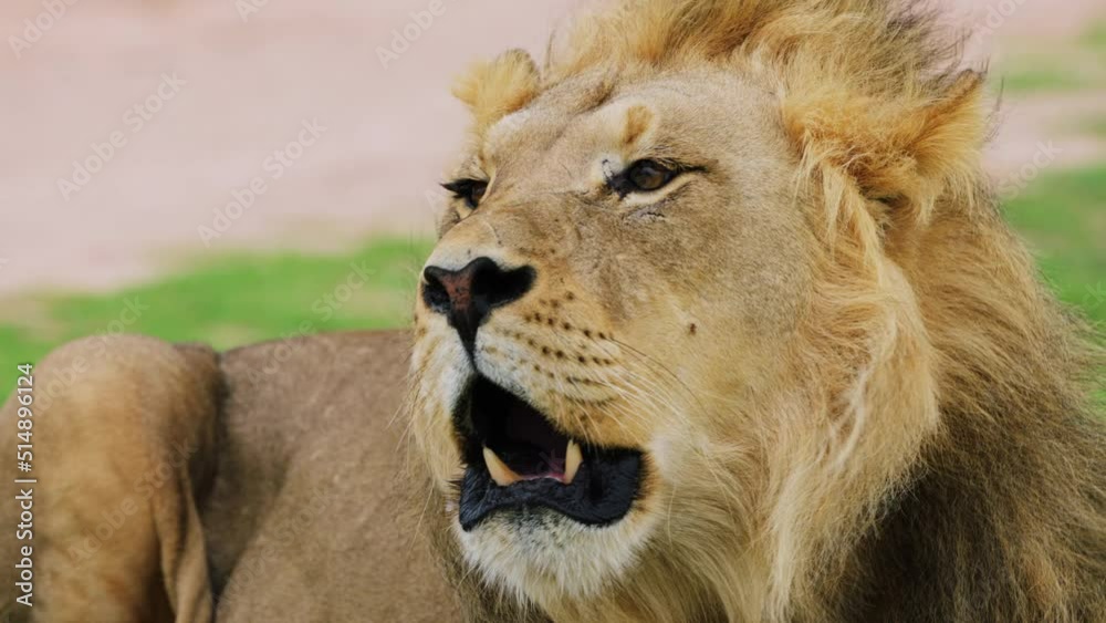 Male Lion With Full Mane Roaring In The Grassy Field Of Central Kalahari Game Reserve, Botswana, Southern Africa. Close-up Male Lion With Full Mane Roaring In The Grassy Field Of Central Kalahari Game Reserve, Botswana, Southern Africa. Close-up