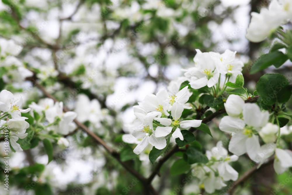 White flowers on a green bush. Spring cherry apple blossom. The white rose is blooming.