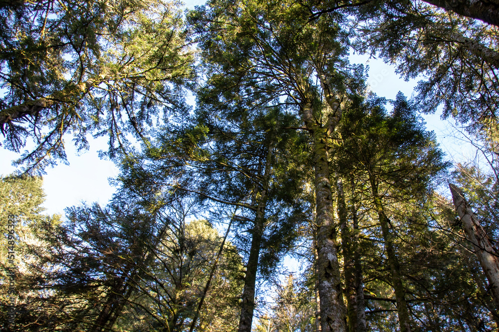 Fototapeta premium trees in the woods and sky