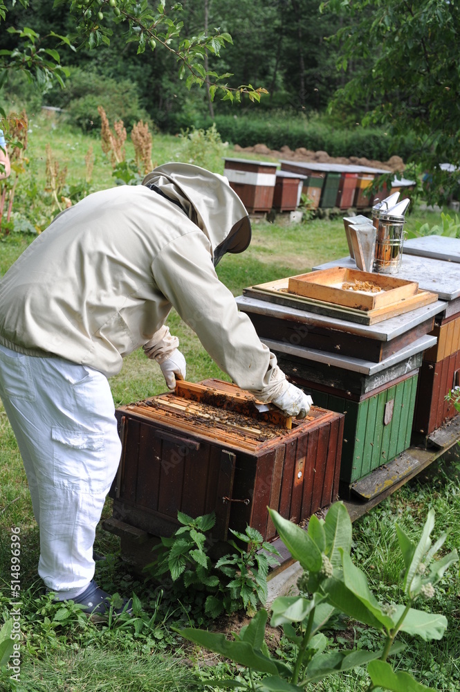 Beekeeper or apiarist at the beehive in orchard in apiary for ecological and organic honey production by bees with green grass Beekeeper or apiarist at the beehive in orchard in apiary for ecological and organic honey production by bees with green grass