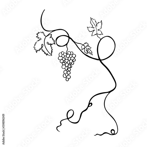 Grapevine with a bunch of grapes, silhouette on a white background. Beautiful branch, botanical illustration, foliage, berries, stems, twigs, floral elements. Summer tropical plants