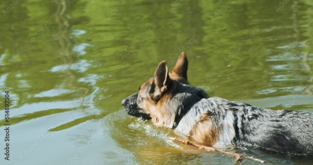 Big dog swims through the green water, holding a stick in his teeth. Big dog swims through the green water, holding a stick in his teeth.