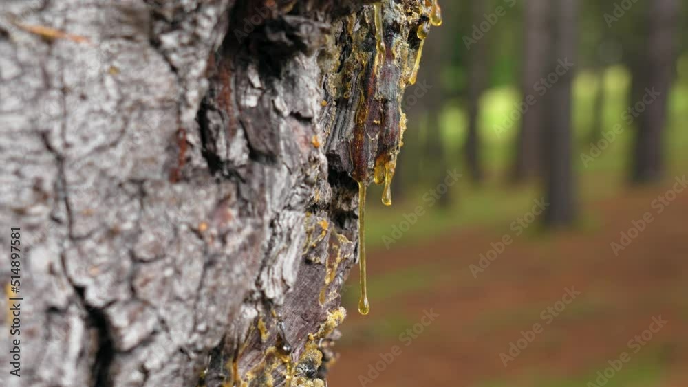 Fossilized drop of pine resin dripped on the bark of a coniferous tree in the forest. Natural amber close up Fossilized drop of pine resin dripped on the bark of a coniferous tree in the forest. Natural amber close up