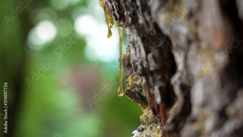 Fossilized drop of pine resin on the trunk of a coniferous tree in the forest. Green summer foliage in blur. Natural amber close up photo