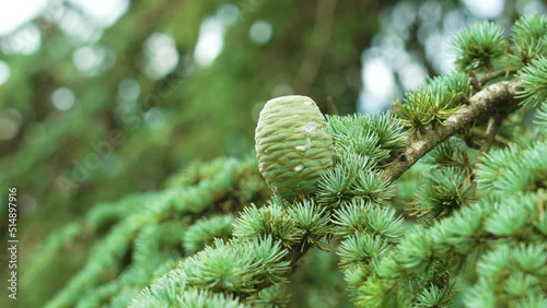 Blue atlas cedar cone on branch with green needles in forest. Evergreen coniferous tree. Cedrus Atlantica photo