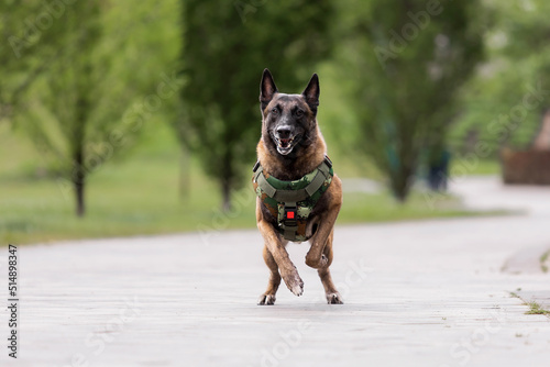 Dog armor. Dog in a bulletproof vest