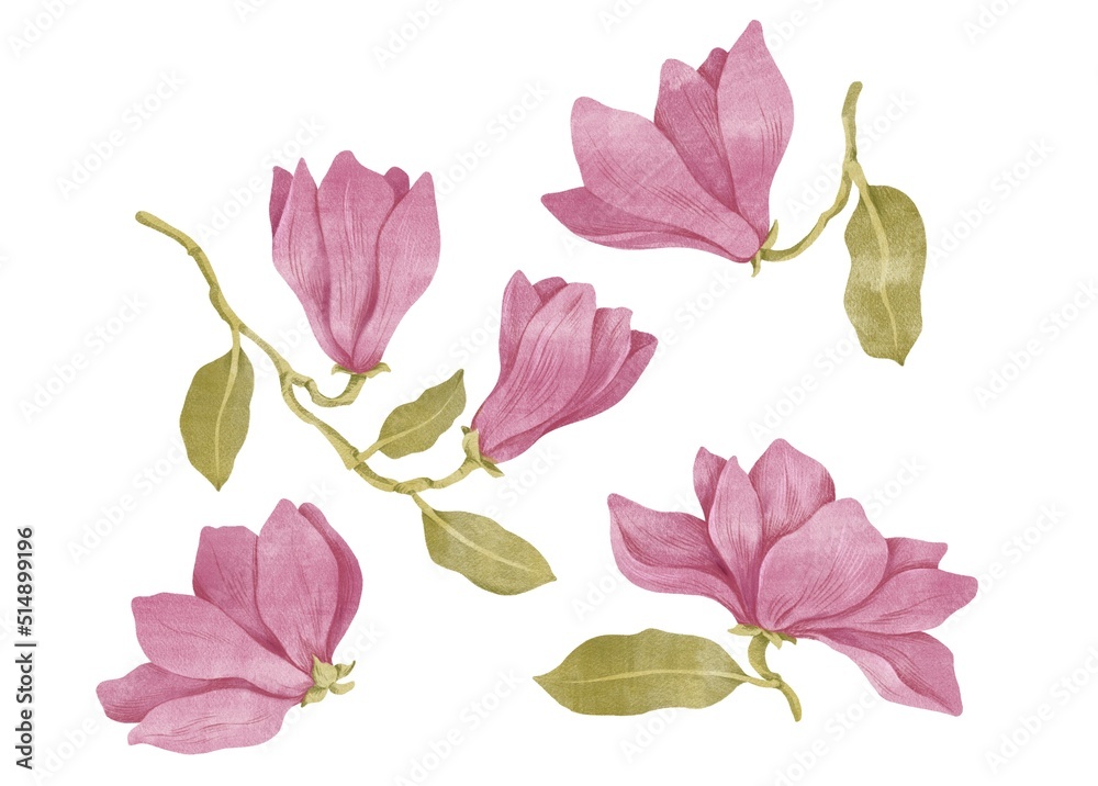 drawing pink flowers of magnolia isolated at white background , hand drawn botanical illustration
