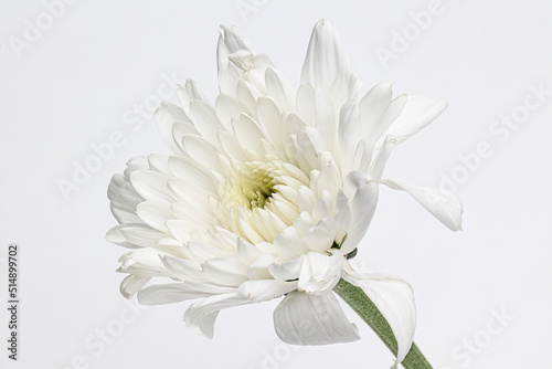 Close up Chrysanthemum indicum. white flower beautiful bloom with isolated white background