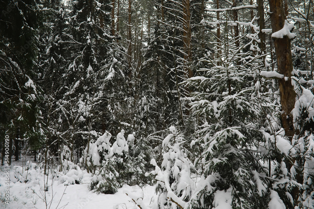 Fototapeta premium Winter snowy frosty landscape. The forest is covered with snow. Frost and fog in the park.